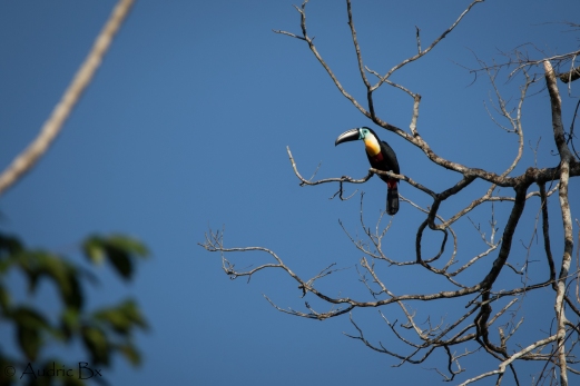 Ramphastos vitellinus - Toucan ariel